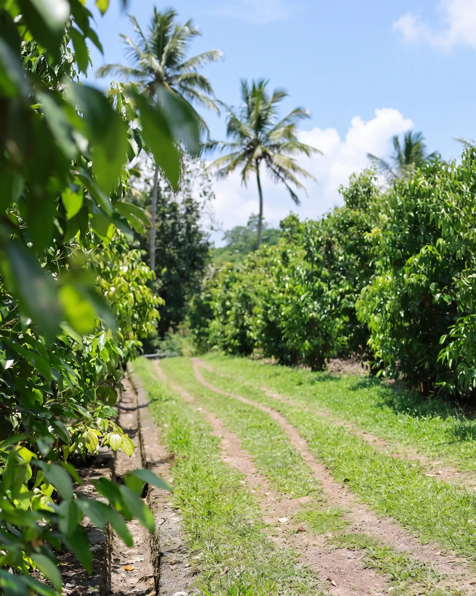 Track through rows of young cinnamon trees with coconut palms on a Sri Lankan estate